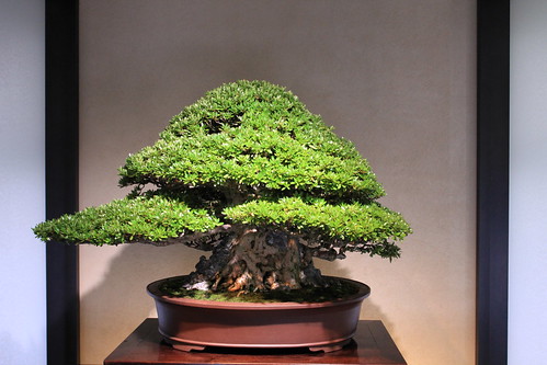 皐月（大盃） Satsuki Azalea - 盆栽美術館 - bonsai museum
