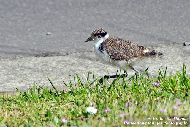259-365 Masked Lapwing Plover chick