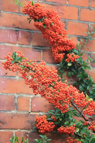 Red Berry Hedging Plant Putting On A Fine Display