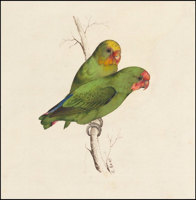 Two small green birds  hand - coloured lithograph