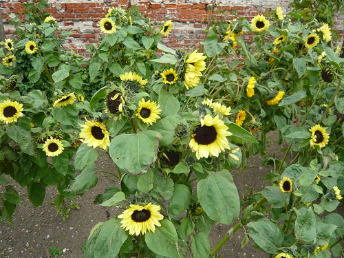 Valentine Sunflower