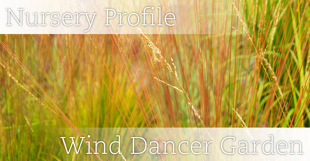 Wind Dancer Header