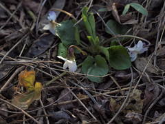 Viola alba subsp. scotophylla (48°08' N 16°27' E)