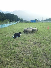ボーダーコリーが羊追いの練習中の写真