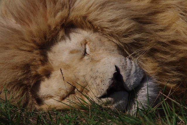 Sleeping Male Lion - Eastern Cape - South Africa