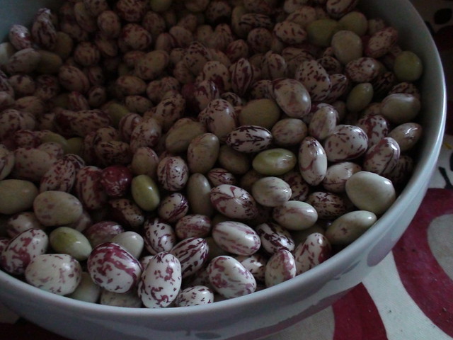 Borlotti Beans - this years harvest