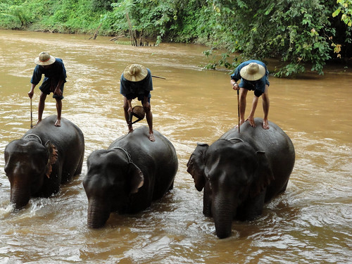 Thailand elephant bath 3