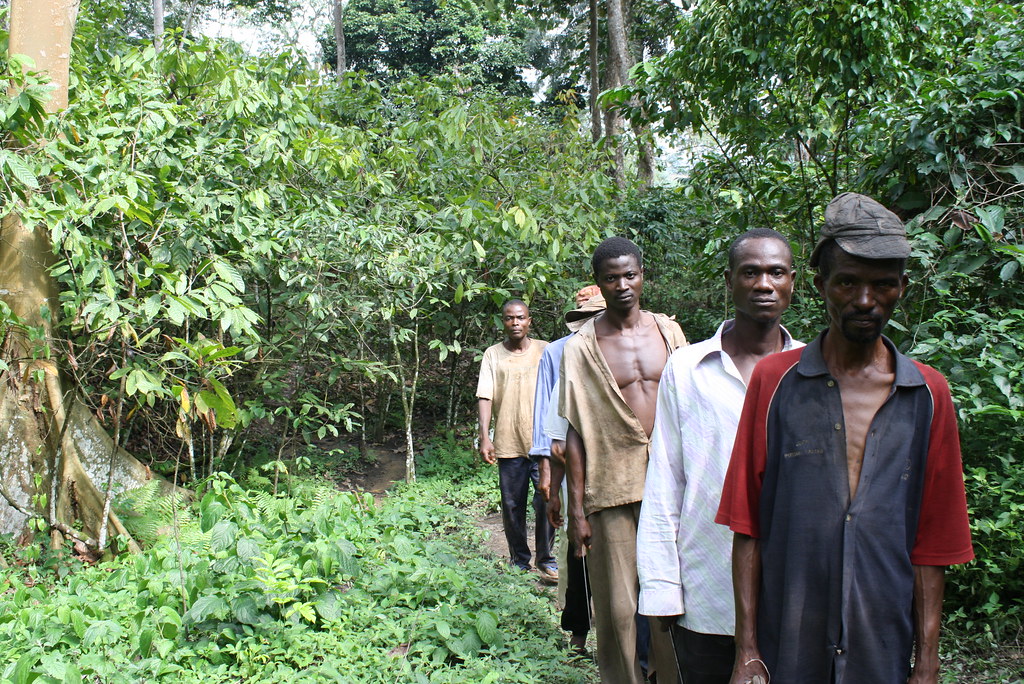 Visite de parcelle de cacao en groupe Togo
