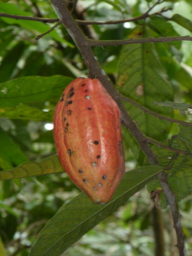 Cabosse de cacao Togo