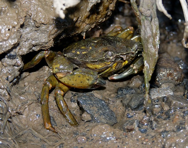 25100 - Crab, Llangennech Marsh