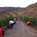 grape harvest priroat spain 2011 10