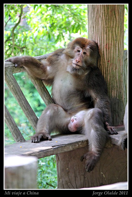 Monkey resting in Emei Shan - China 2011