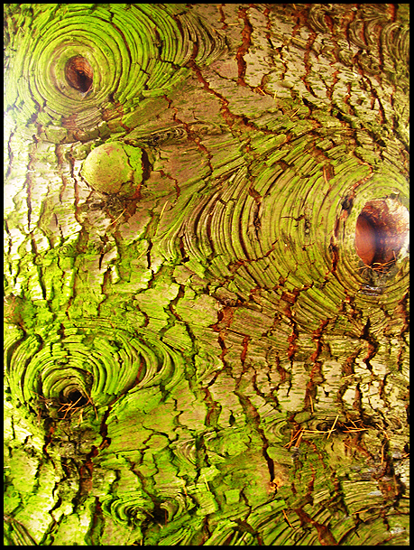 Tree bark pattern