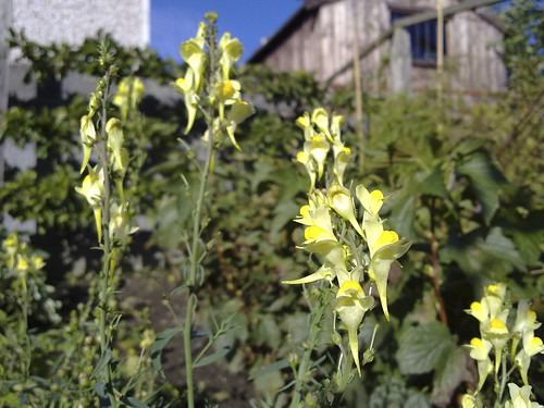 2010_10_06_Toadflax