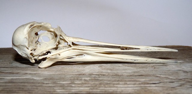 25164 - Oystercatcher Skull