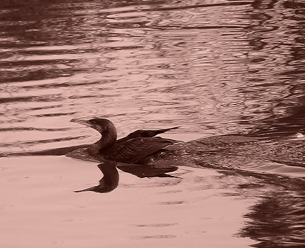 07-10-2011-cormorant-reflection