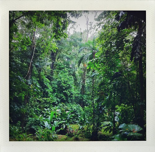 Costa Rica 2011: View From Our Tree House by Sanctuary-Studio