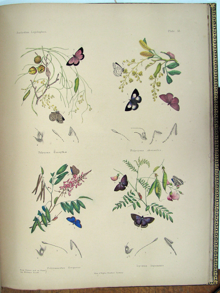 butterfly sketch