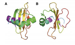 Ribbon structure of Ranaspumin2