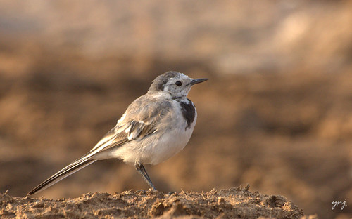Wagtail Wags it by Yogendra174