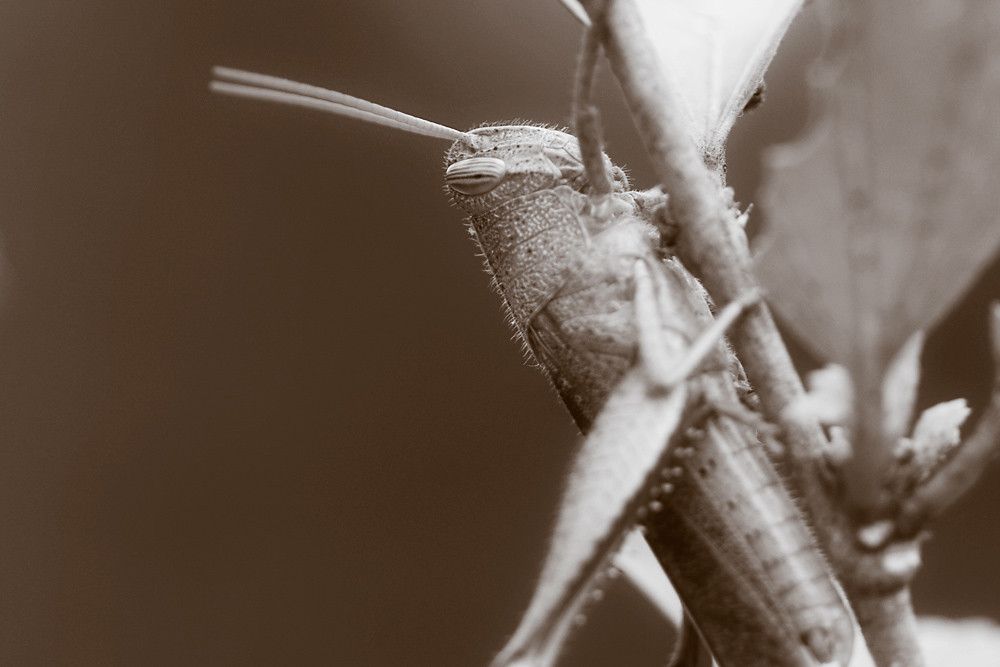 Sepia 19/30: Grasshopper