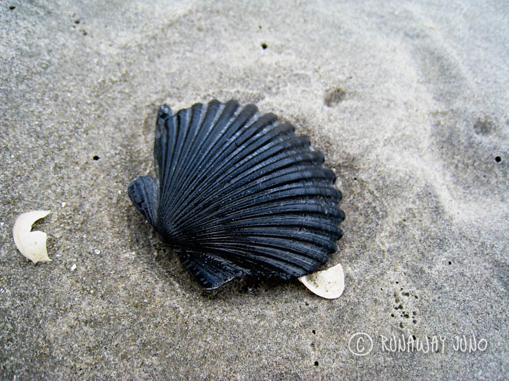 Black shell