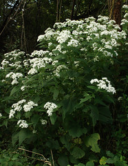 White Snakeroot plant