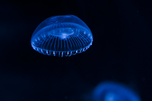 False color crystal jellyfish by fangleman