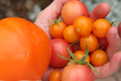 October Tomato Harvest