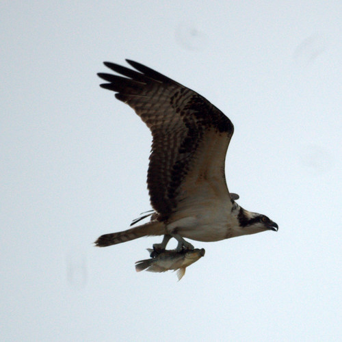 Osprey carrying Fish