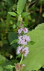 ЖИЗНЬ В РОЗОВОМ ЦВЕТЕ Mentha canadensis L. (Lamiaceae)