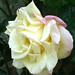 White_rose_by_Bajkal75