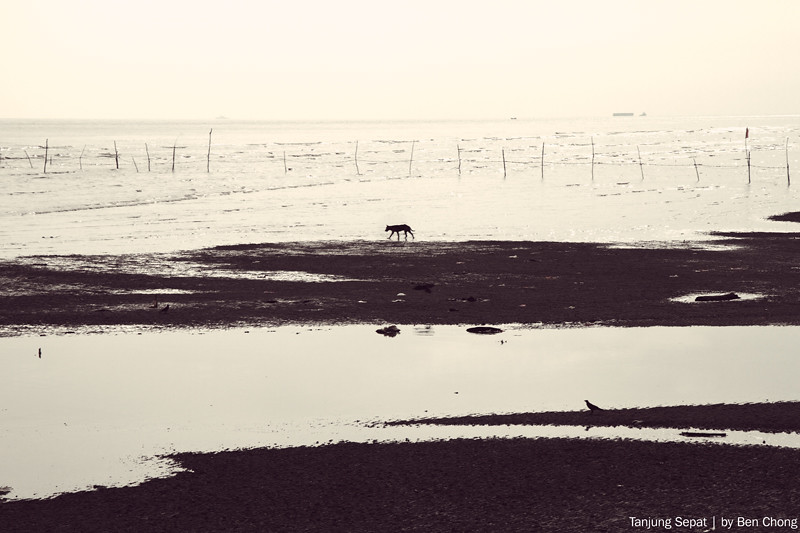 Tanjung Sepat - Lonely dog