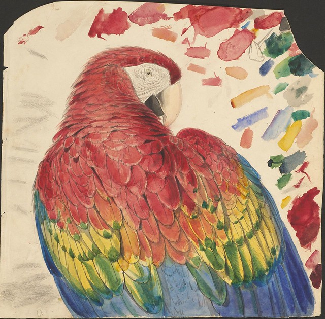 Parrot head (red and yellow macaw) - graphite and watercolour drawing (68)