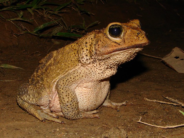 Cuban spotted toad (Peltophryne taladai)--Ariel Rodriguez