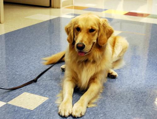 Tinsel the Pet Therapy Dog
