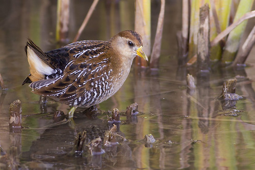Sora in the Reeds by Jeff Dyck