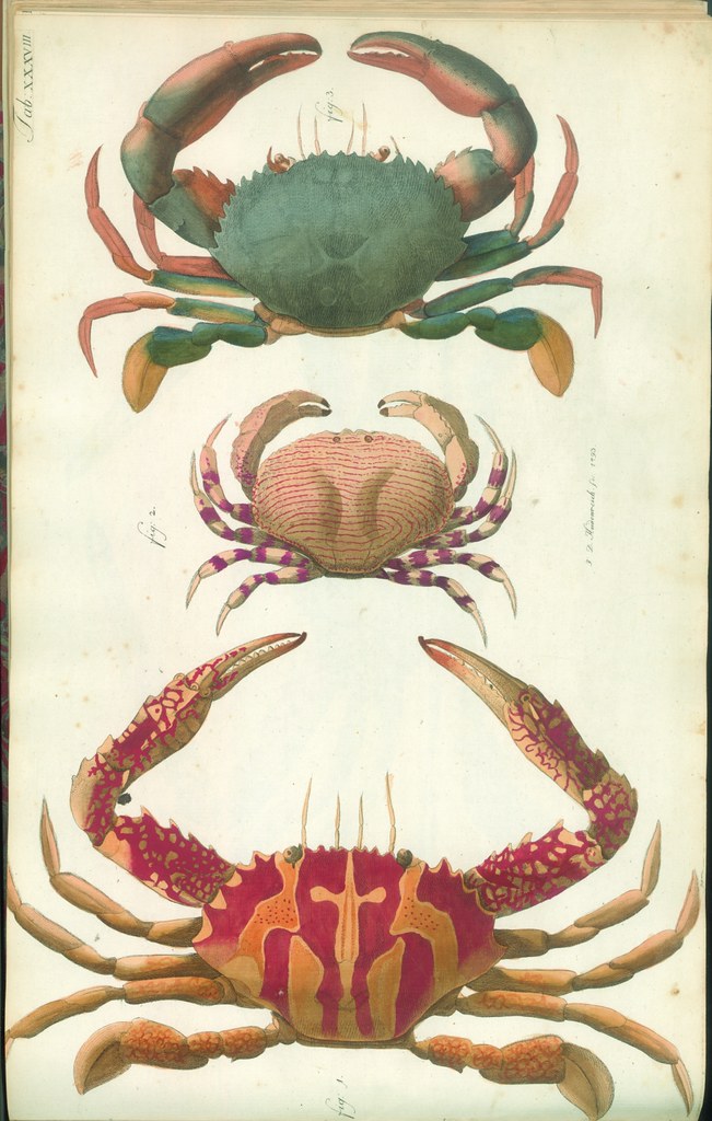 hand-coloured engravings of crabs