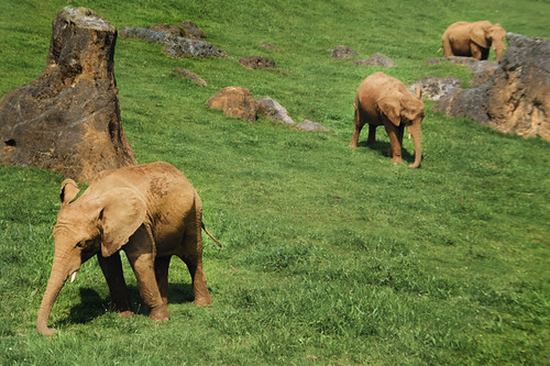 Three elephants in line. Cabárceno, Cantabria. Tres elefantes en línea