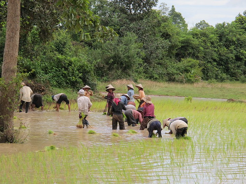 Cambodia Rice Paddy