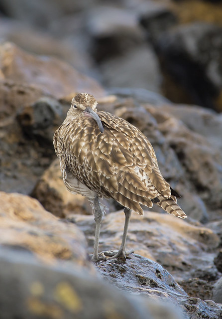 whimbrel tucked up