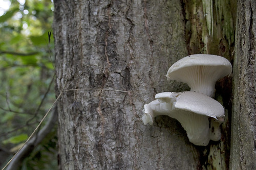 oyster mushroom?