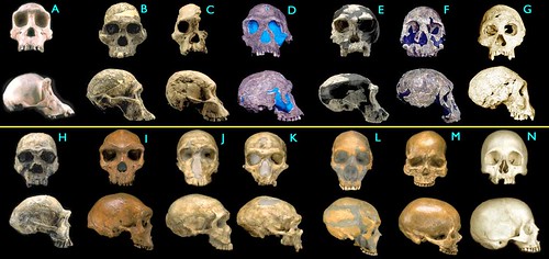 fossil-hominid-skulls