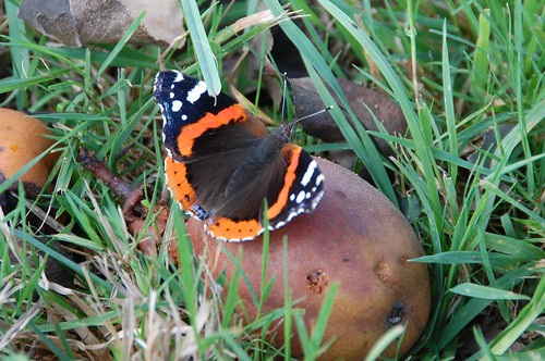 red admiral2