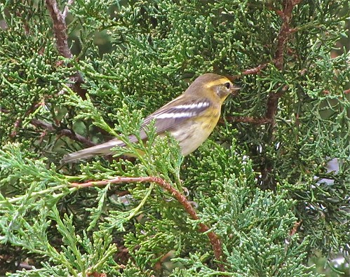 Blackburnian Warbler in My Yard on Glenn 03