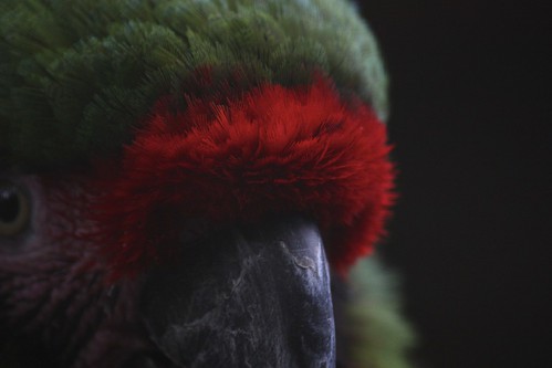 Ara militar macaw by Mandobarista by Mandobarista