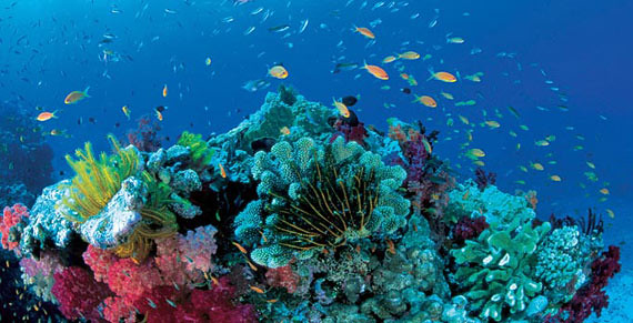 72-La-gran-barrera-de-coral-Great-Barrier-Reef