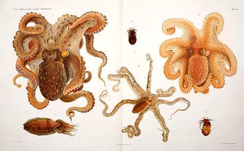 005-I Cefalopodi viventi nel Golfo di Napoli-1896-Giuseppe Jatta