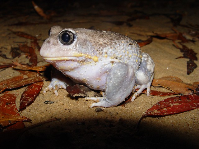 Giant burrowing frog (Heleioporus australiacus)--Frank Lemckert