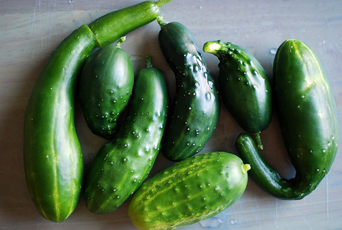 first cucumber harvest